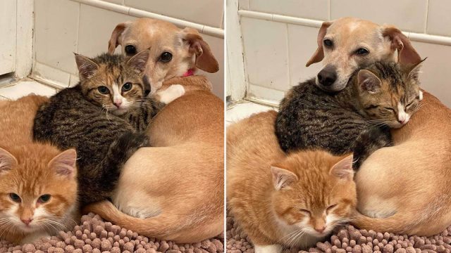 Perrita toma gatitos tímidos bajo su cuidado