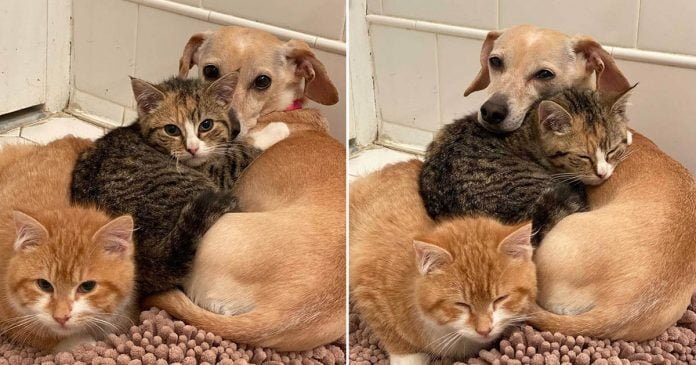 Perrita toma gatitos tímidos bajo su cuidado