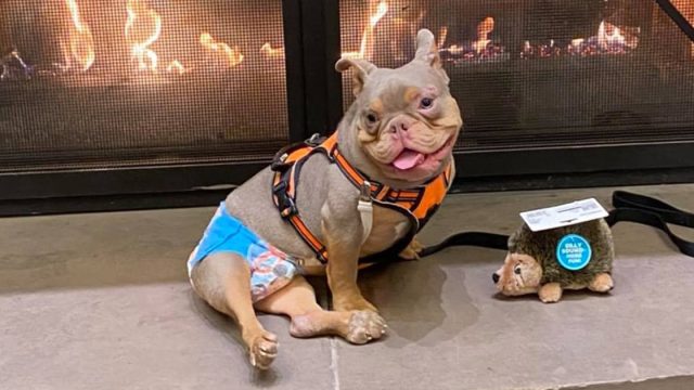 Perrito necesita animarse porque lo dejaron plantado