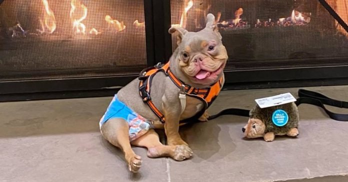 Perrito necesita animarse porque lo dejaron plantado