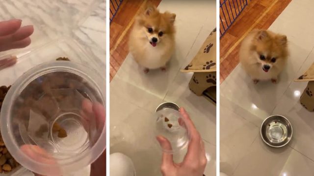 Perrito no está para nada contento con la ración de comida que mamá pretende darle
