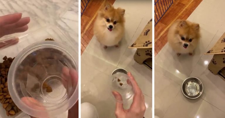 Perrito no está para nada contento con la ración de comida que mamá pretende darle