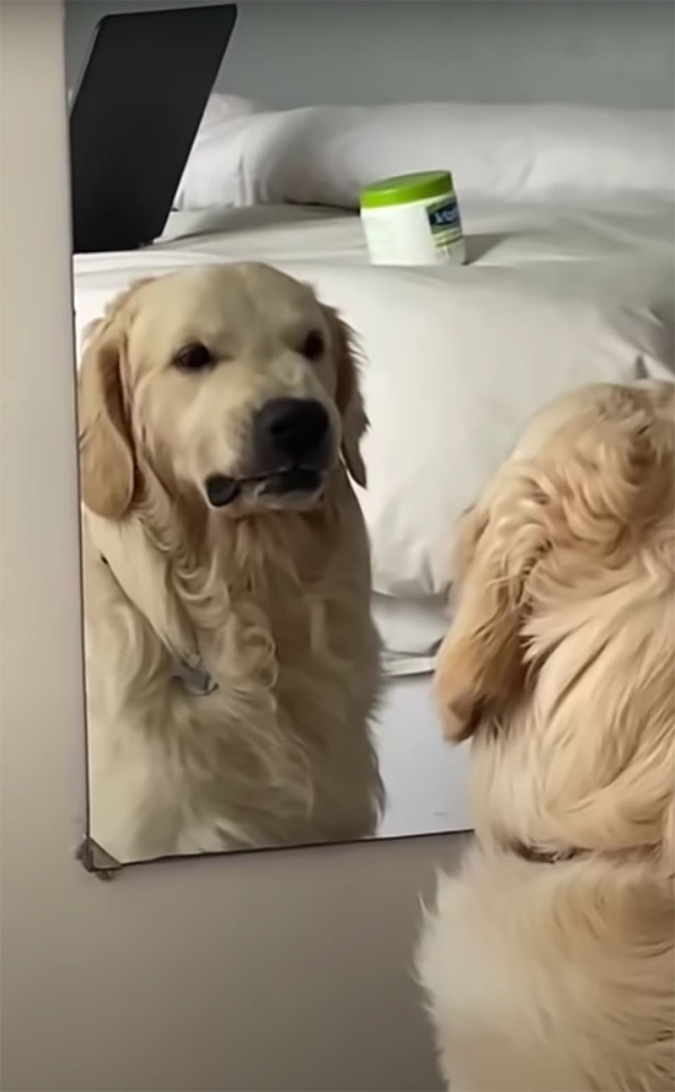 Perro en el espejo