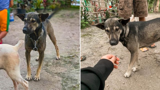 Perro no dejó de ladrar a motociclista