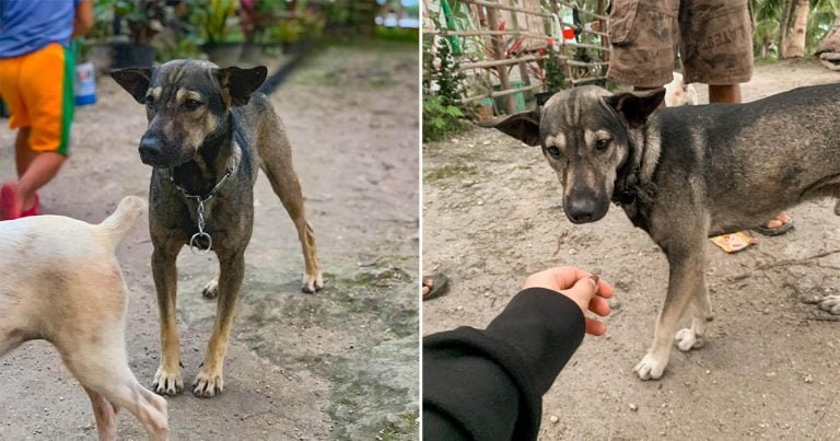 Perro no dejó de ladrar a motociclista