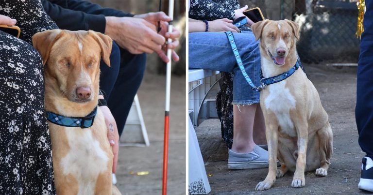 Perro rescatado recibe la ayuda de cientos de personas y ahora tiene la mejor familia