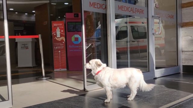 Perro se queda afuera del hospital