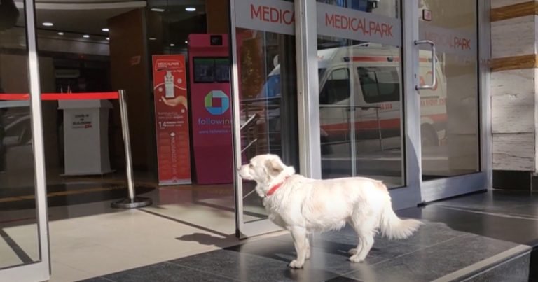 Perro se queda afuera del hospital