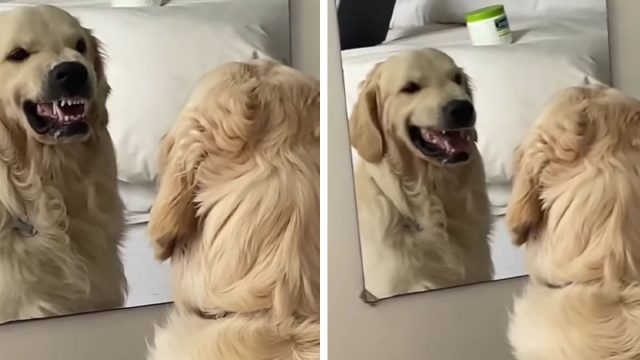 Perro tonto le gruñe a alguien, pero está mirando su propio reflejo en el espejo