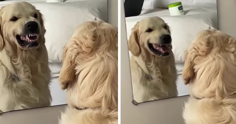 Perro tonto le gruñe a alguien, pero está mirando su propio reflejo en el espejo