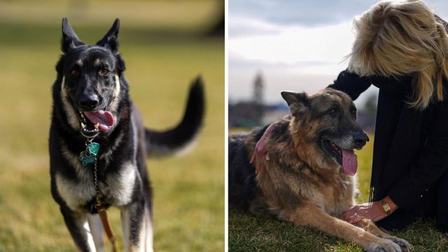 Perros de Biden se mudan casa blanca
