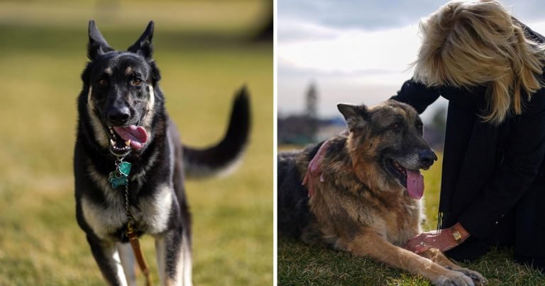 Perros de Biden se mudan casa blanca