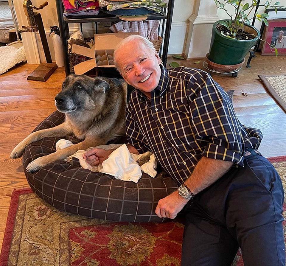 Perros de Biden
