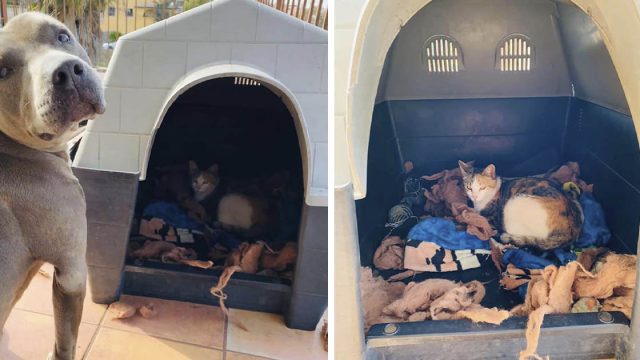 Pitbull pide a su familia que permitan entrar a una gata embarazada para que pueda dar a luz