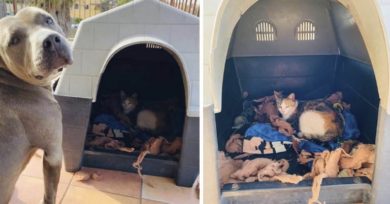 Pitbull pide a su familia que permitan entrar a una gata embarazada para que pueda dar a luz