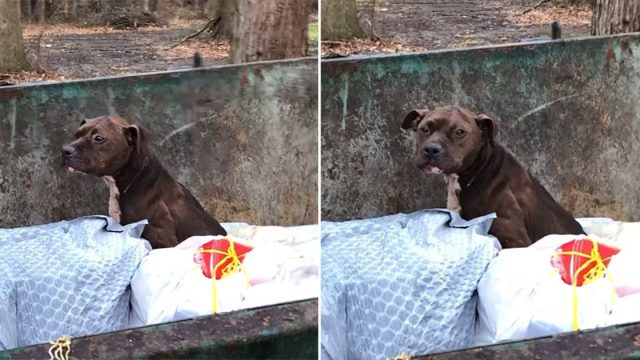 Pitbull rescatada de un contenedor de basura