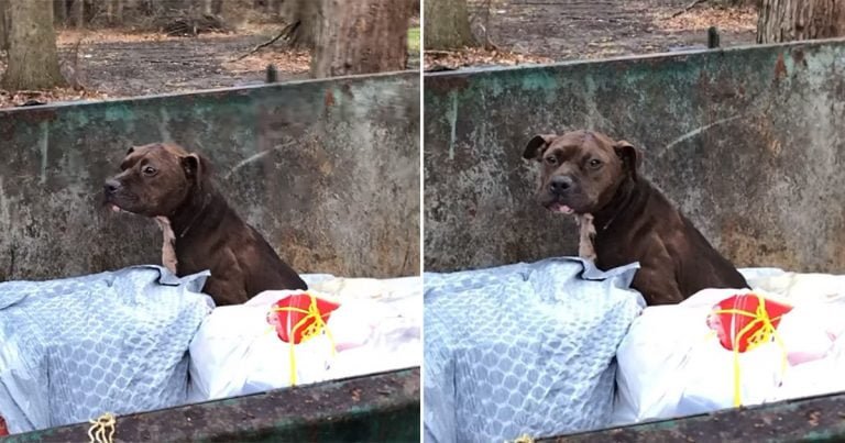 Pitbull rescatada de un contenedor de basura