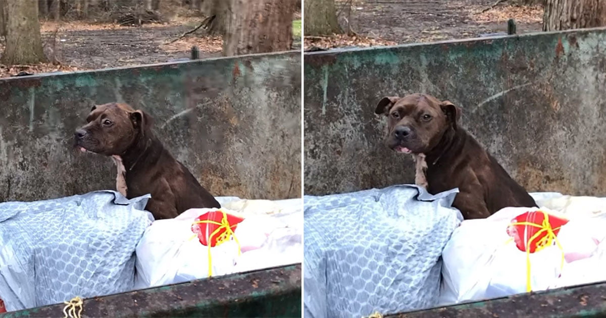 Pitbull rescatada de un contenedor de basura