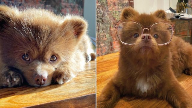 bertram perro rescatado se vuelve famoso