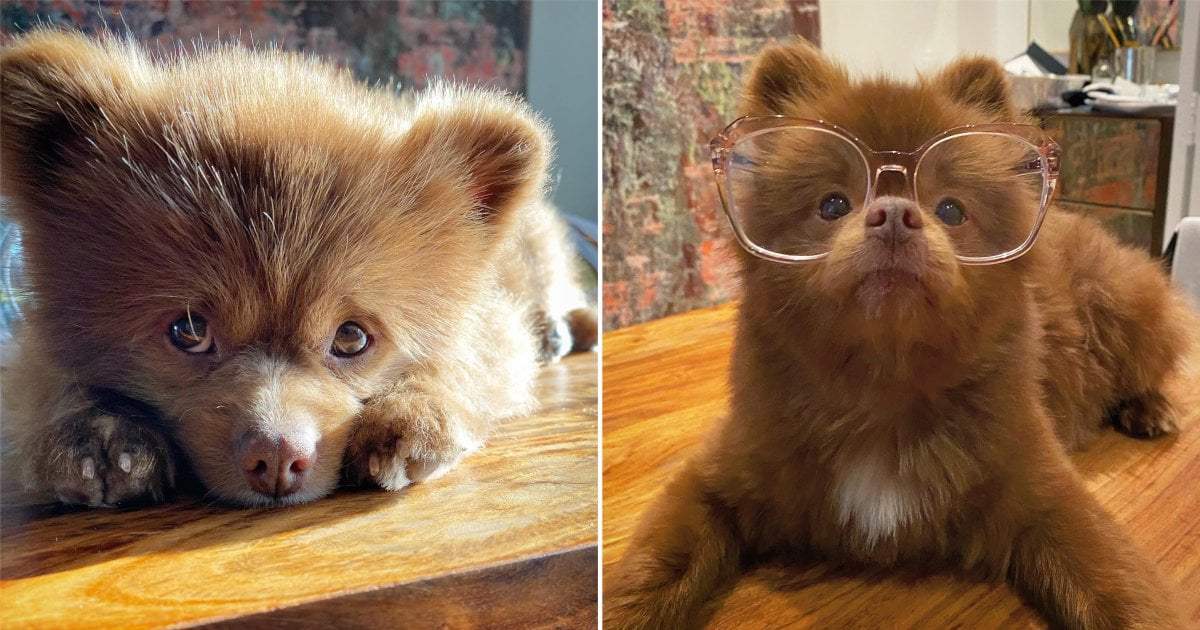 bertram perro rescatado se vuelve famoso