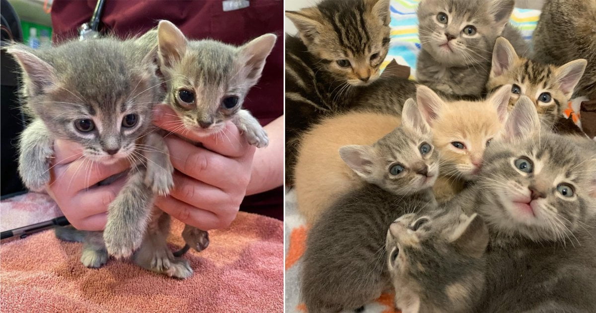gatito tiene la mitad del tamaño de sus hermanos rescatados
