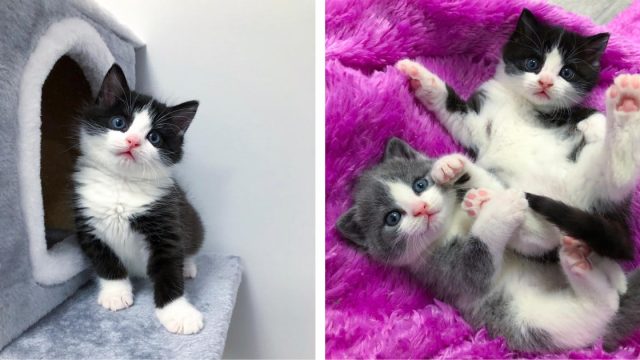 gatitos rescatados alexandria canada