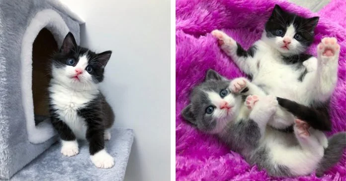 gatitos rescatados alexandria canada