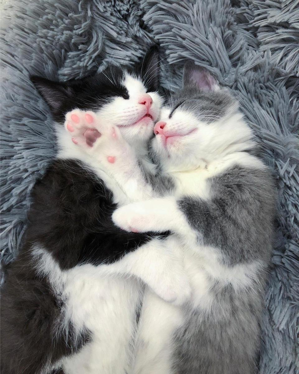 gatitos rescatados duermen juntos canada