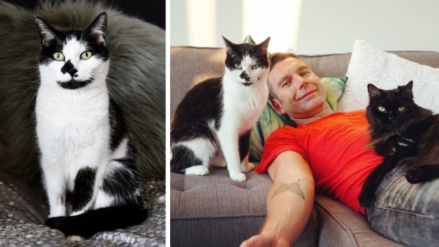 kobi gato llora a su dueño cuando se va