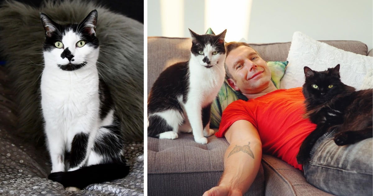 kobi gato llora a su dueño cuando se va