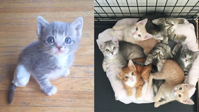 madre gata no se queda tranqila hasta salvar a su bebes
