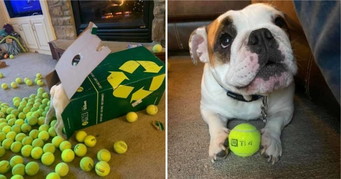 perra juega pelota de tenis