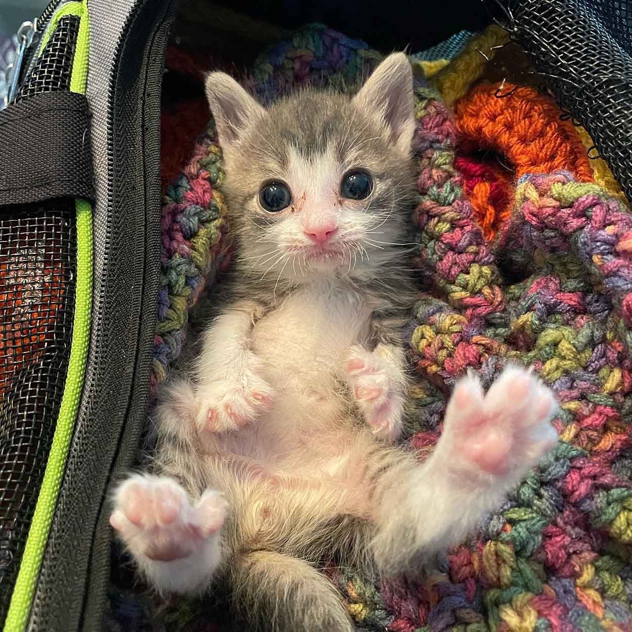 Adorable gatito del tamaño de la palma de la mano