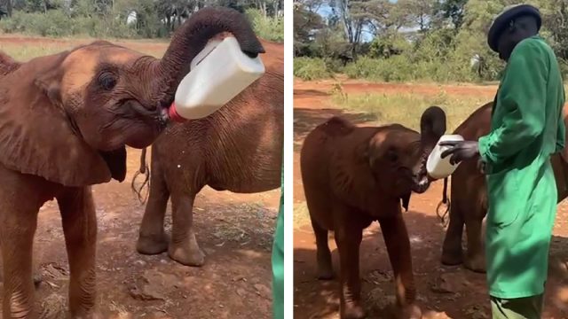 Adorable momento en que un bebé elefante huérfano sostiene su propio biberón