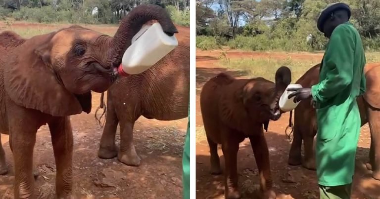 Adorable momento en que un bebé elefante huérfano sostiene su propio biberón