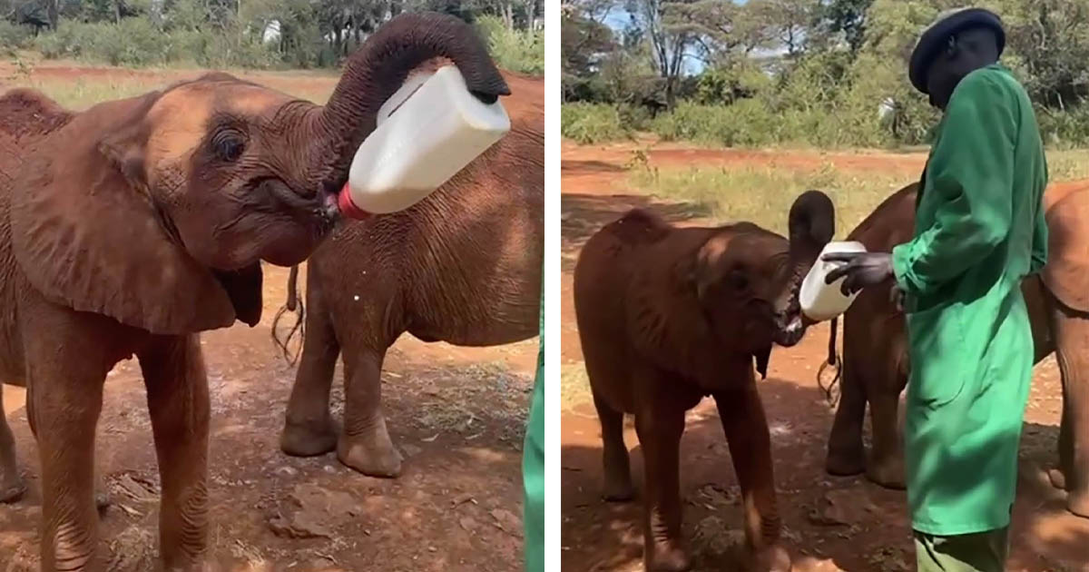 Adorable momento en que un bebé elefante huérfano sostiene su propio biberón