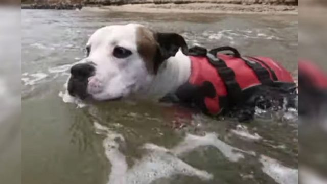 Bulldog con un chaleco salvavidas rescata a un niño que estaba a punto de ahogarse