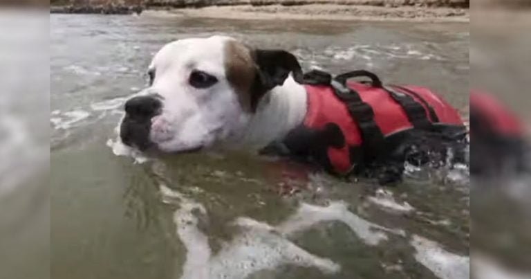 Bulldog con un chaleco salvavidas rescata a un niño que estaba a punto de ahogarse