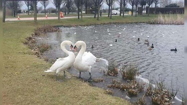 Cisne que se separó de su pareja, no puede creer que lo volverá a ver