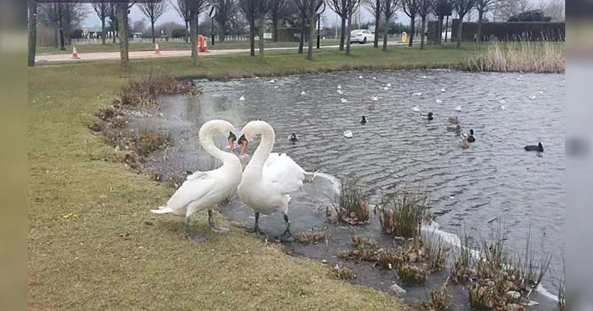 Cisne que se separó de su pareja, no puede creer que lo volverá a ver