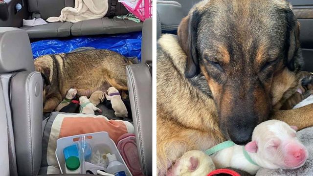 Familia de Texas pasa 12 horas en auto para que su perro pueda dar a luz