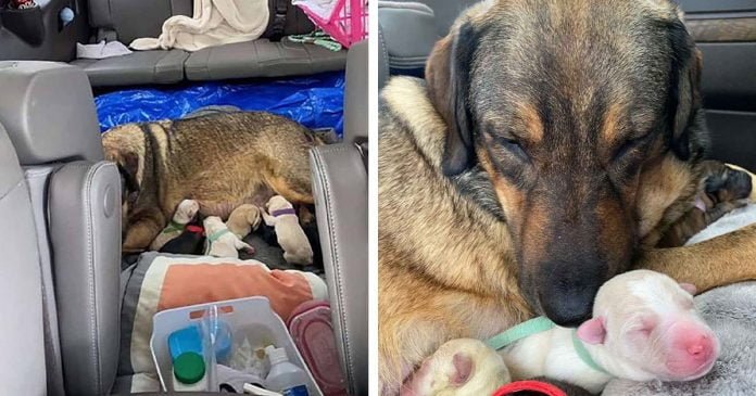 Familia de Texas pasa 12 horas en auto para que su perro pueda dar a luz