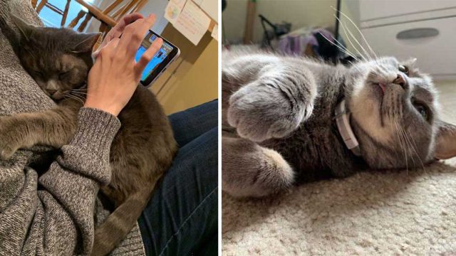 Gata feral decidió vivir con humanos, así que la invitaron y nunca se fue