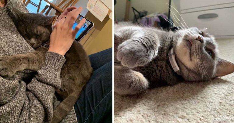 Gata feral decidió vivir con humanos, así que la invitaron y nunca se fue