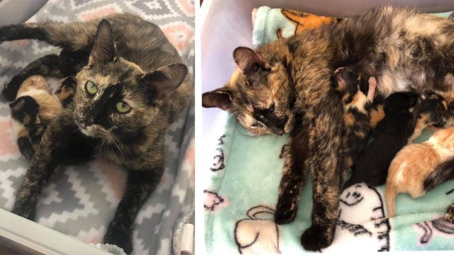 Gata sin hogar fue encontrada cubierta de nieve, y recibió ayuda justo a tiempo para sus gatitos