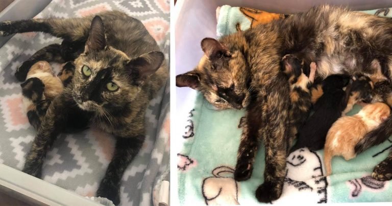 Gata sin hogar fue encontrada cubierta de nieve, y recibió ayuda justo a tiempo para sus gatitos