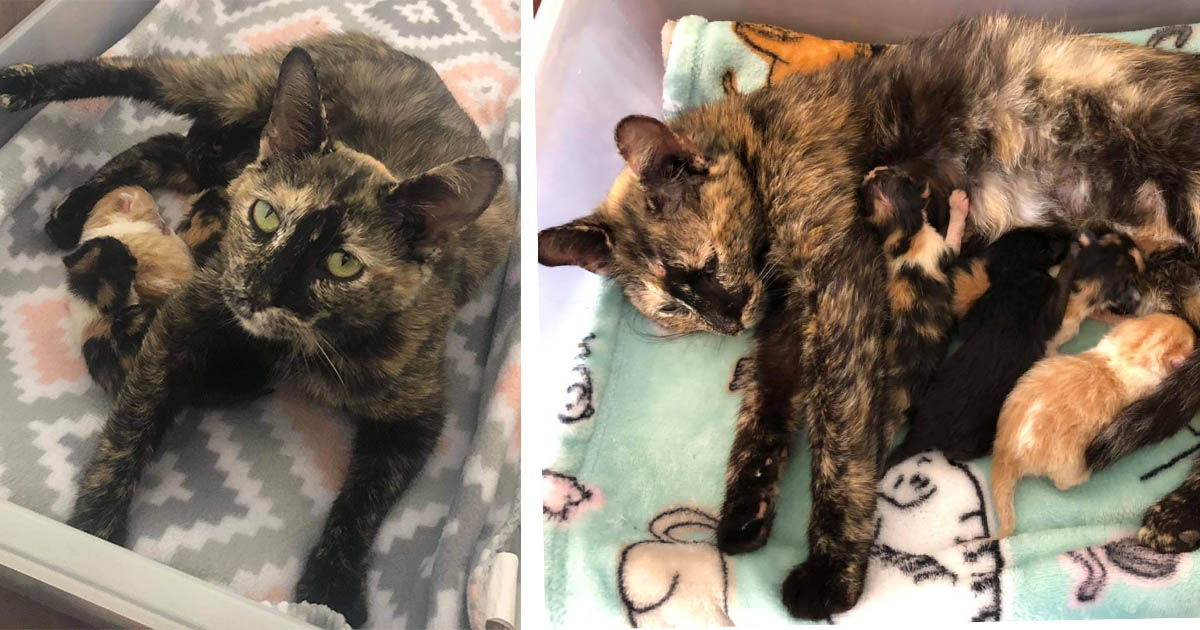 Gata sin hogar fue encontrada cubierta de nieve, y recibió ayuda justo a tiempo para sus gatitos