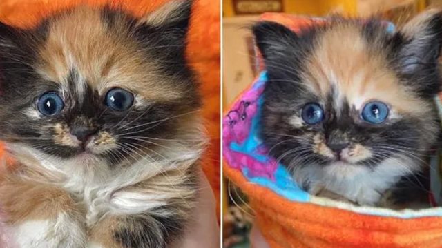 Gatita está decidida ganarse corazón de perrita