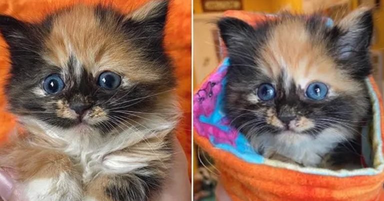Gatita está decidida ganarse corazón de perrita