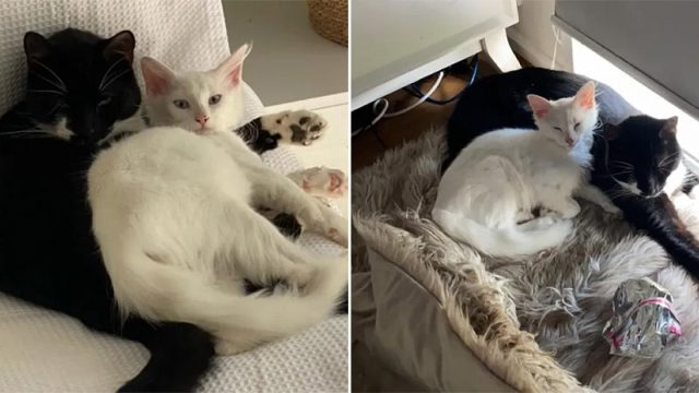 Gatita sigue a un gato a casa